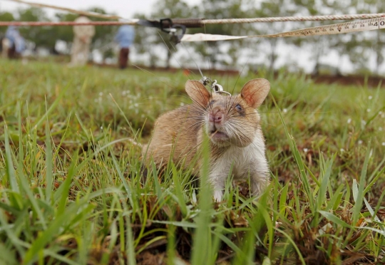 Mengintip pelatihan tikus pemburu ranjau di Kamboja