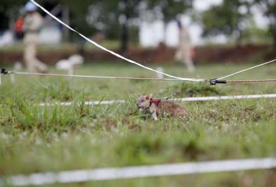 Mengintip pelatihan tikus pemburu ranjau di Kamboja