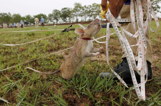 Mengintip pelatihan tikus pemburu ranjau di Kamboja