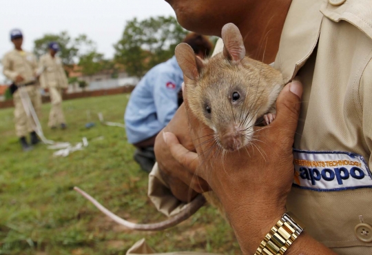 Mengintip pelatihan tikus pemburu ranjau di Kamboja