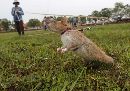 Mengintip pelatihan tikus pemburu ranjau di Kamboja