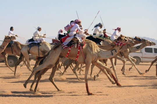 Tradisi balap unta meriahkan Idul Fitri di Arab Saudi