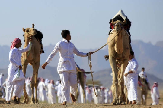 Tradisi balap unta meriahkan Idul Fitri di Arab Saudi