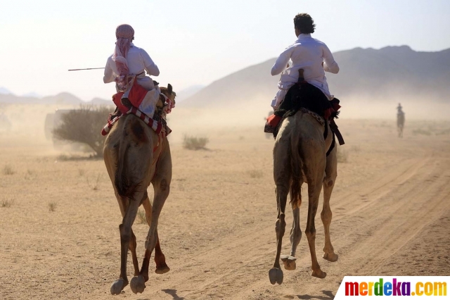 Foto : Tradisi balap unta meriahkan Idul Fitri di Arab 