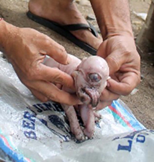 Ini wujud aneh anak babi bermata satu yang hebohkan Bali