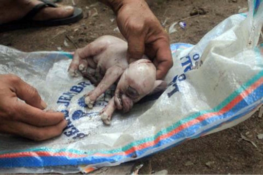 Ini wujud aneh anak babi bermata satu yang hebohkan Bali