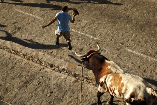 Kepanikan warga Spanyol dikejar banteng hingga lari terbirit-birit