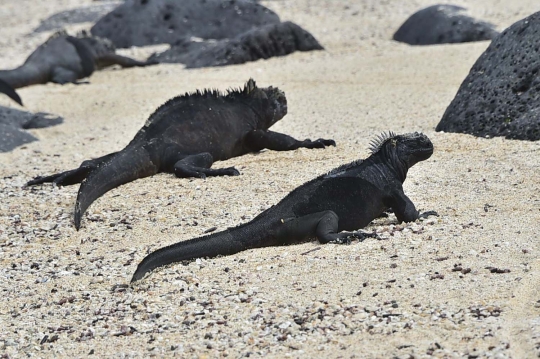 Menengok kawanan iguana laut yang hidupi Pulau Santa Cruz