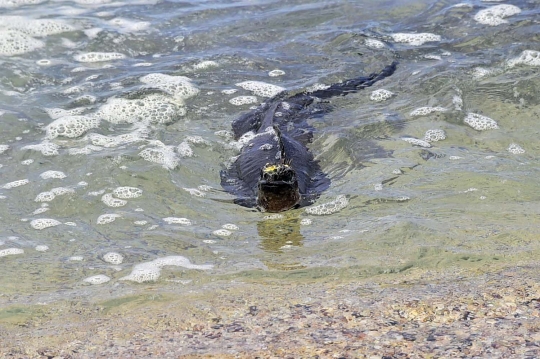 Menengok kawanan iguana laut yang hidupi Pulau Santa Cruz