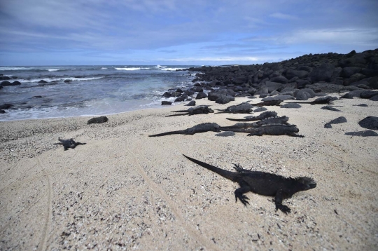 Menengok kawanan iguana laut yang hidupi Pulau Santa Cruz