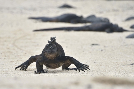 Menengok kawanan iguana laut yang hidupi Pulau Santa Cruz