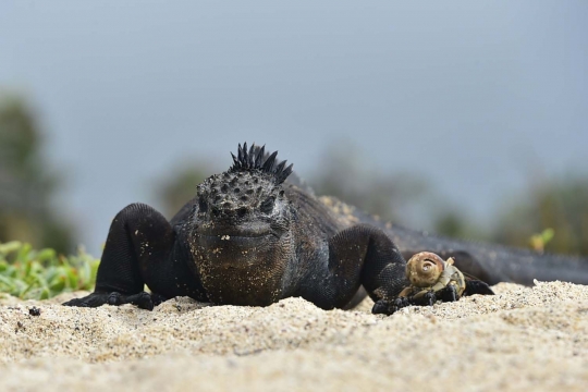 Menengok kawanan iguana laut yang hidupi Pulau Santa Cruz