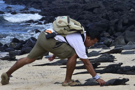 Menengok kawanan iguana laut yang hidupi Pulau Santa Cruz