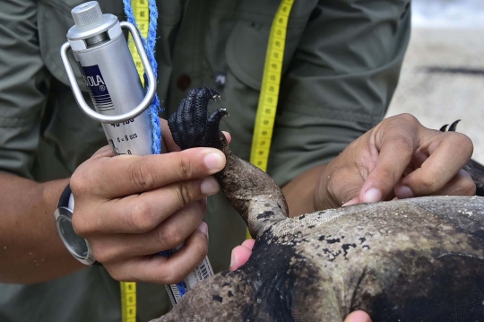 Menengok kawanan iguana laut yang hidupi Pulau Santa Cruz