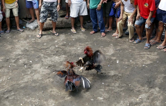 Menengok geliat perjudian di Filipina, tua hingga muda ikut taruhan