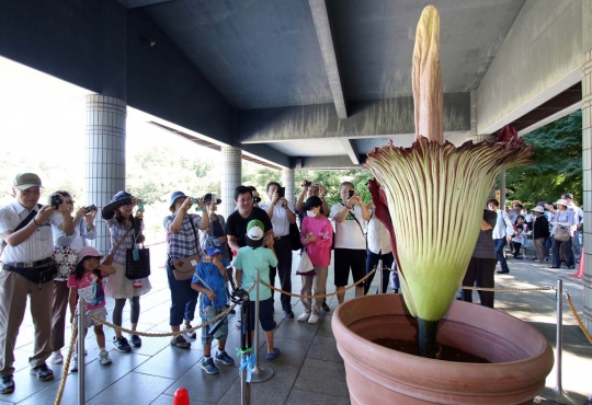 Keindahan Bunga Bangkai asal Indonesia ini bikin heboh warga Jepang