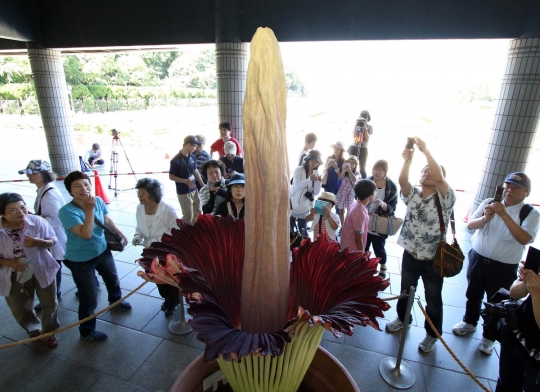 Keindahan Bunga Bangkai asal Indonesia ini bikin heboh warga Jepang