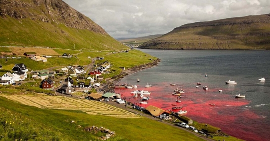 Sadisnya tradisi berburu ratusan paus di Kepulauan Faroe