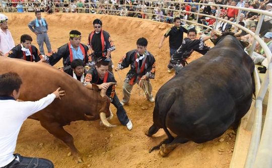 Melihat ganasnya sapi raksasa di Jepang saat adu kekuatan kepala