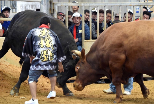 Melihat ganasnya sapi raksasa di Jepang saat adu kekuatan kepala