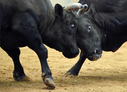 Melihat ganasnya sapi raksasa di Jepang saat adu kekuatan kepala