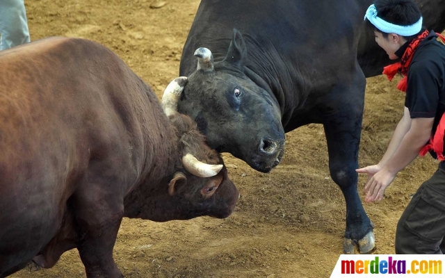 Foto : Melihat ganasnya sapi raksasa di Jepang saat adu kekuatan kepala