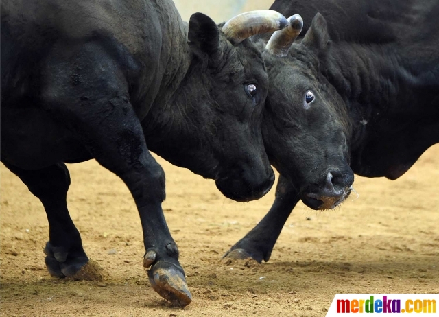 Foto : Melihat ganasnya sapi raksasa di Jepang saat adu kekuatan kepala