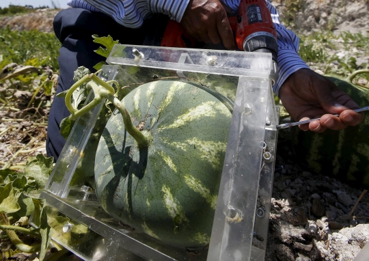 Begini cara petani Lebanon cetak semangka jadi kotak