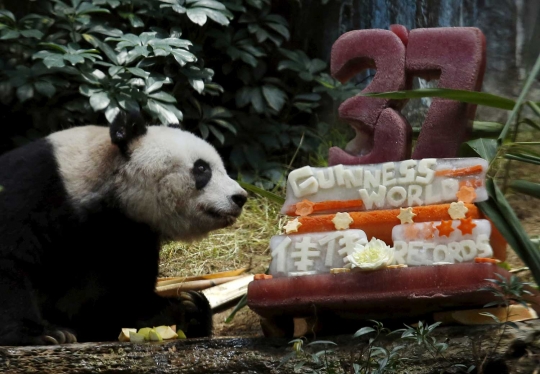 Beruang panda tertua di dunia rayakan ulang tahun ke-37