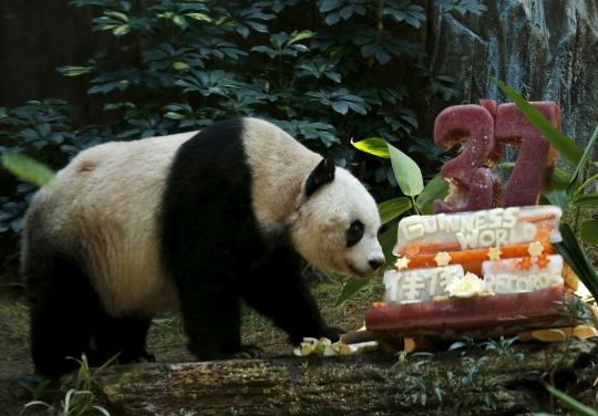 Beruang panda tertua di dunia rayakan ulang tahun ke-37