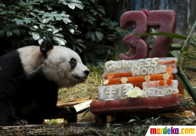 Foto : Beruang panda tertua di dunia rayakan ulang tahun 