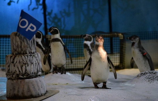 Tingkah lucu pinguin di Filipina ketika dapat hadiah 
