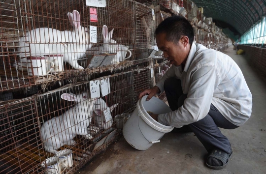 Menengok kelinci hingga beruang di China dibunuh demi mantel bulu