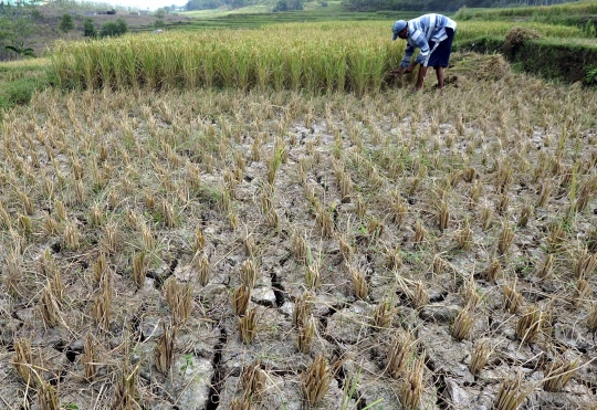 Kemarau, ribuan hektare tanaman padi di Jonggol gagal panen