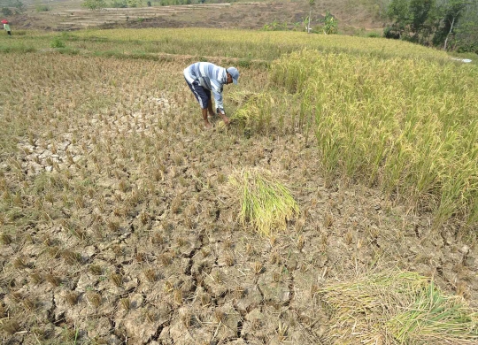 Kemarau, ribuan hektare tanaman padi di Jonggol gagal panen