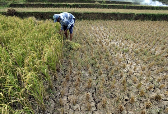 Kemarau, ribuan hektare tanaman padi di Jonggol gagal panen