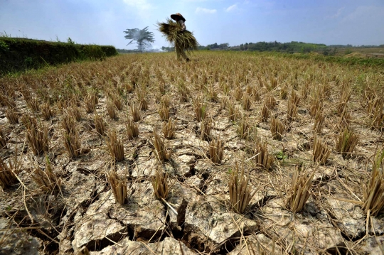 Kemarau, ribuan hektare tanaman padi di Jonggol gagal panen