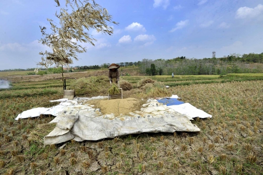 Kemarau, ribuan hektare tanaman padi di Jonggol gagal panen