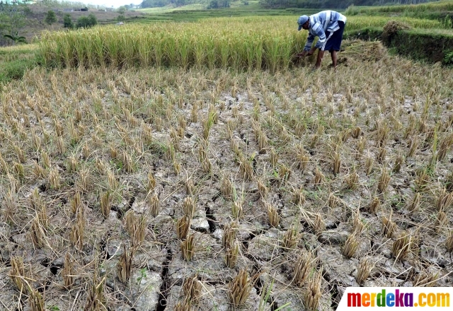 Foto Kemarau ribuan hektare tanaman padi di Jonggol 