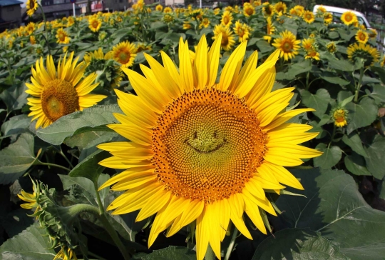 Puluhan ribu bunga matahari di Jepang 'tersenyum'