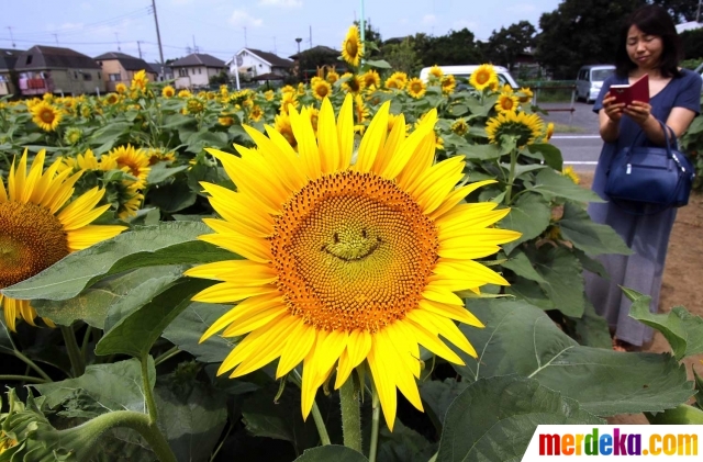 Foto Puluhan Ribu Bunga Matahari Di Jepang Tersenyum
