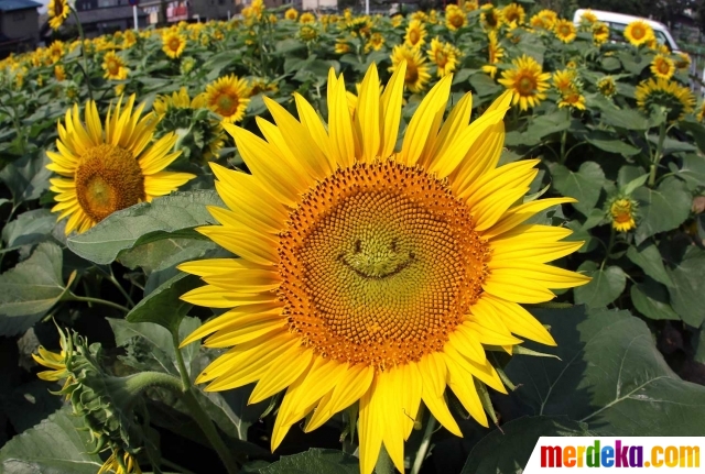 Foto Puluhan Ribu Bunga Matahari Di Jepang Tersenyum