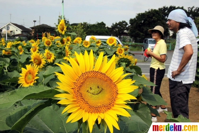 Foto Puluhan ribu bunga matahari di Jepang tersenyum 