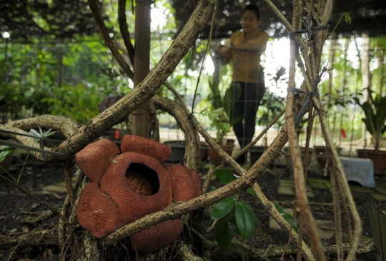 Melihat Rafflesia Patma yang langka tumbuh mekar di Kebun Raya Bogor