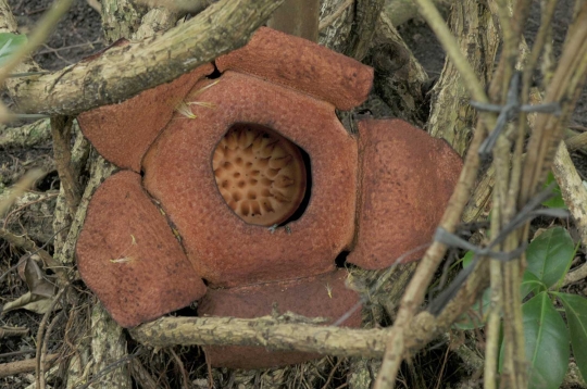 Melihat Rafflesia Patma yang langka tumbuh mekar di Kebun Raya Bogor