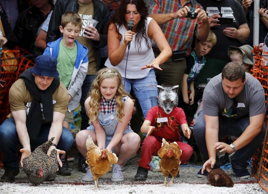 Melihat serunya adu cepat ayam betina di Inggris