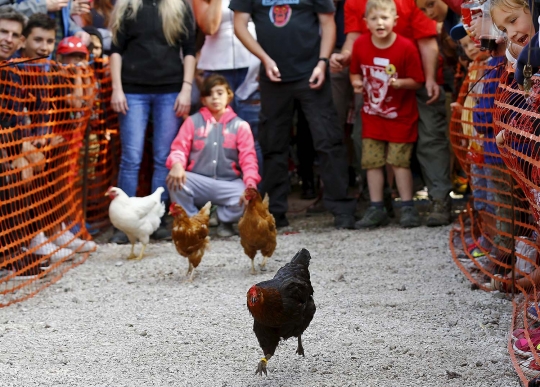 Melihat serunya adu cepat ayam betina di Inggris