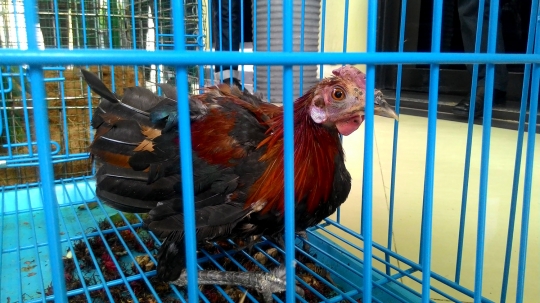 Polisi gagalkan penyelundupan orang utan hingga elang bondol di Aceh