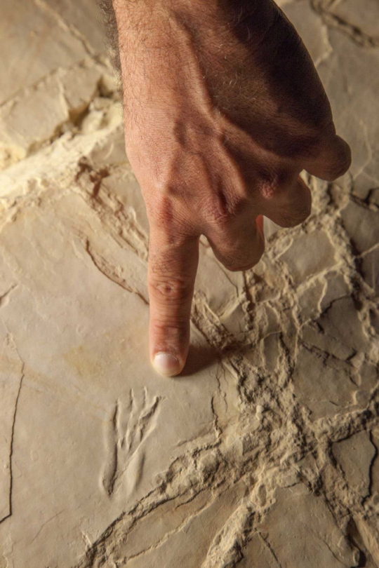 Ilmuwan temukan jejak dinosaurus 140 juta tahun di pantai Prancis