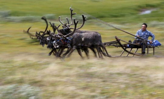 Serunya lomba balap kereta rusa ala Suku Nenets di Reindeer Day